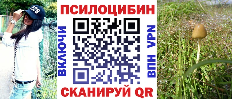 Купить где  Ардатов  Галлюциногенные грибы Psilocybe 